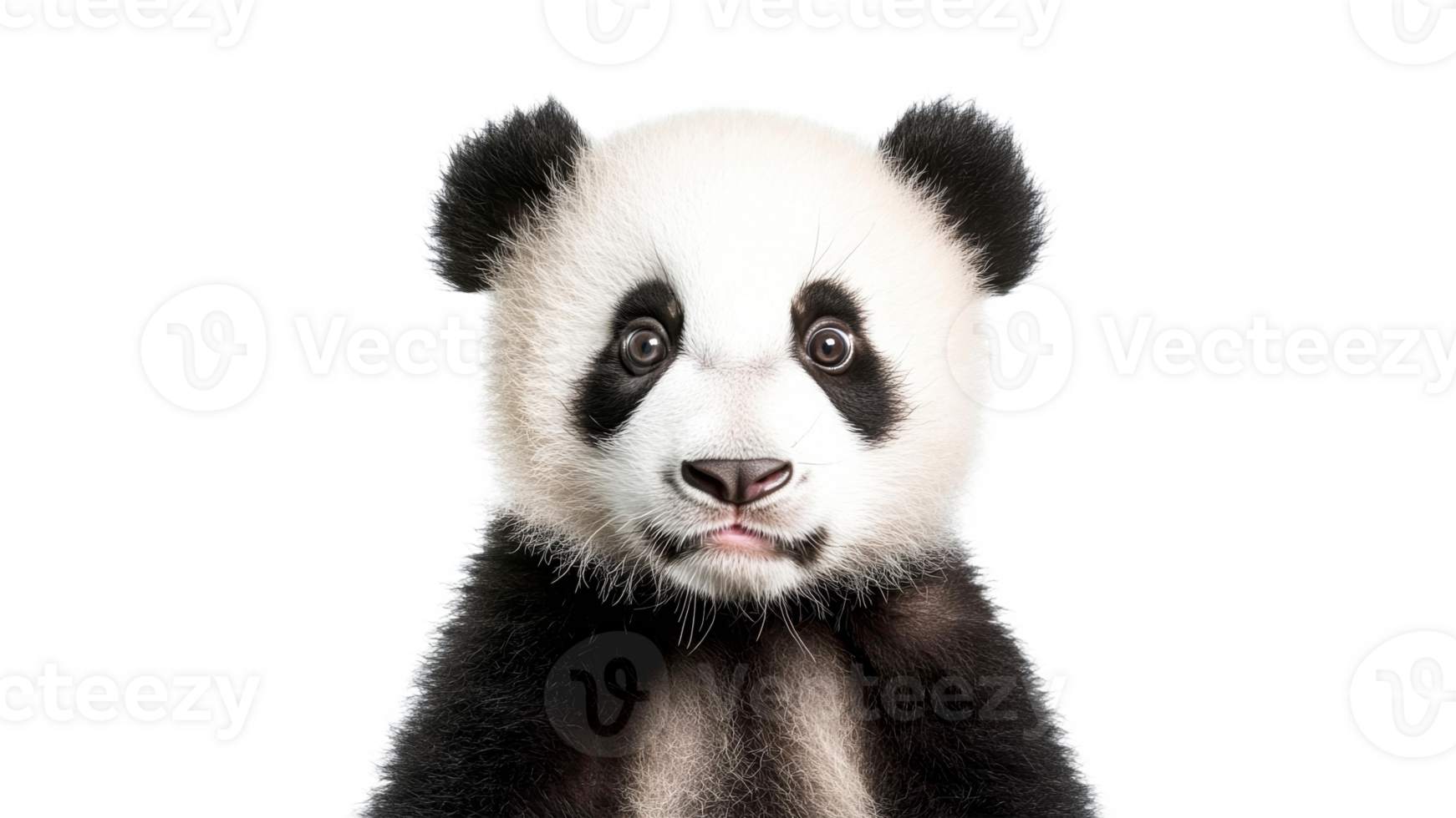 Cute panda cub with expressive eyes sitting calmly png