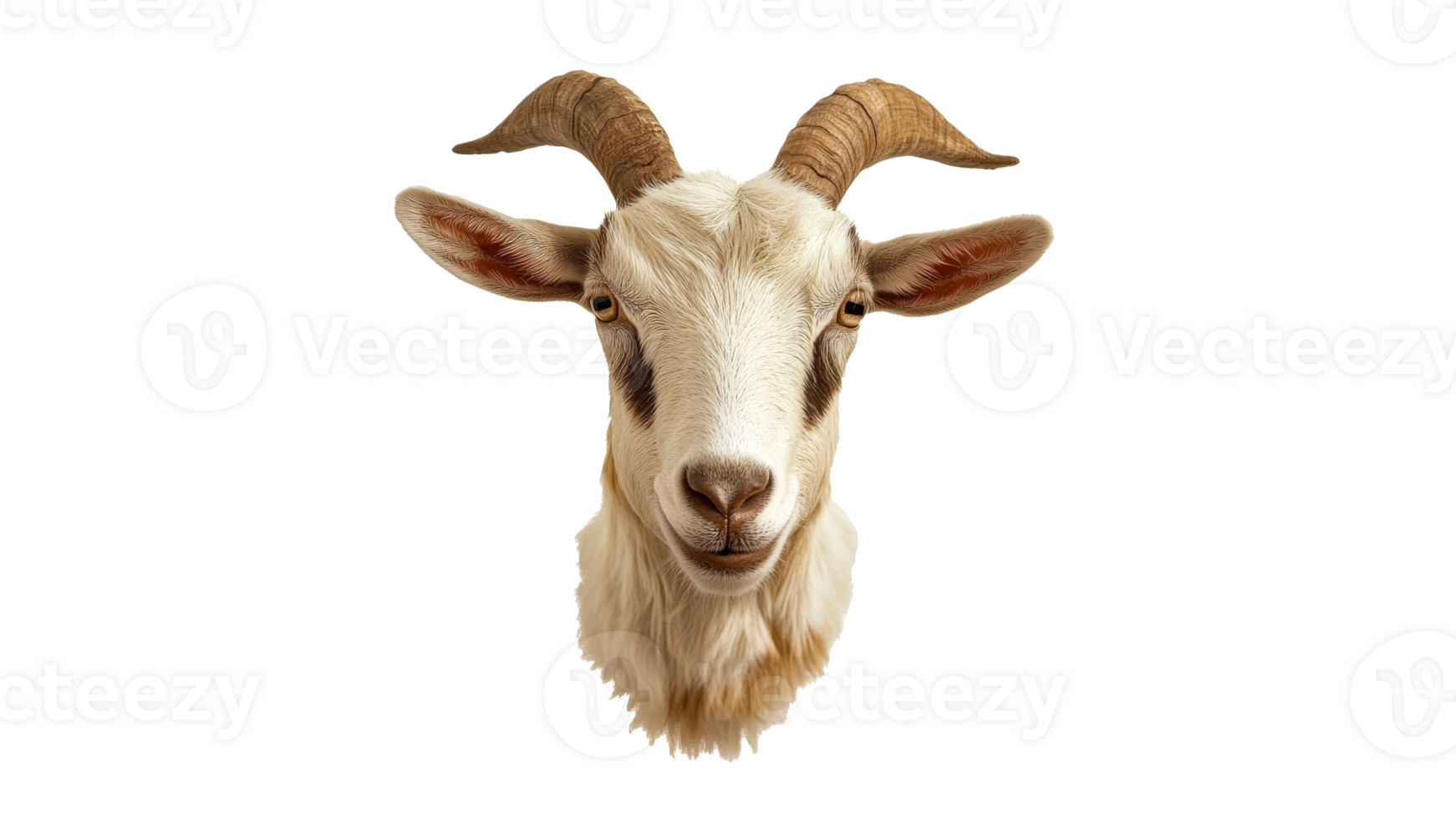 Goat with prominent horns against a white backdrop png