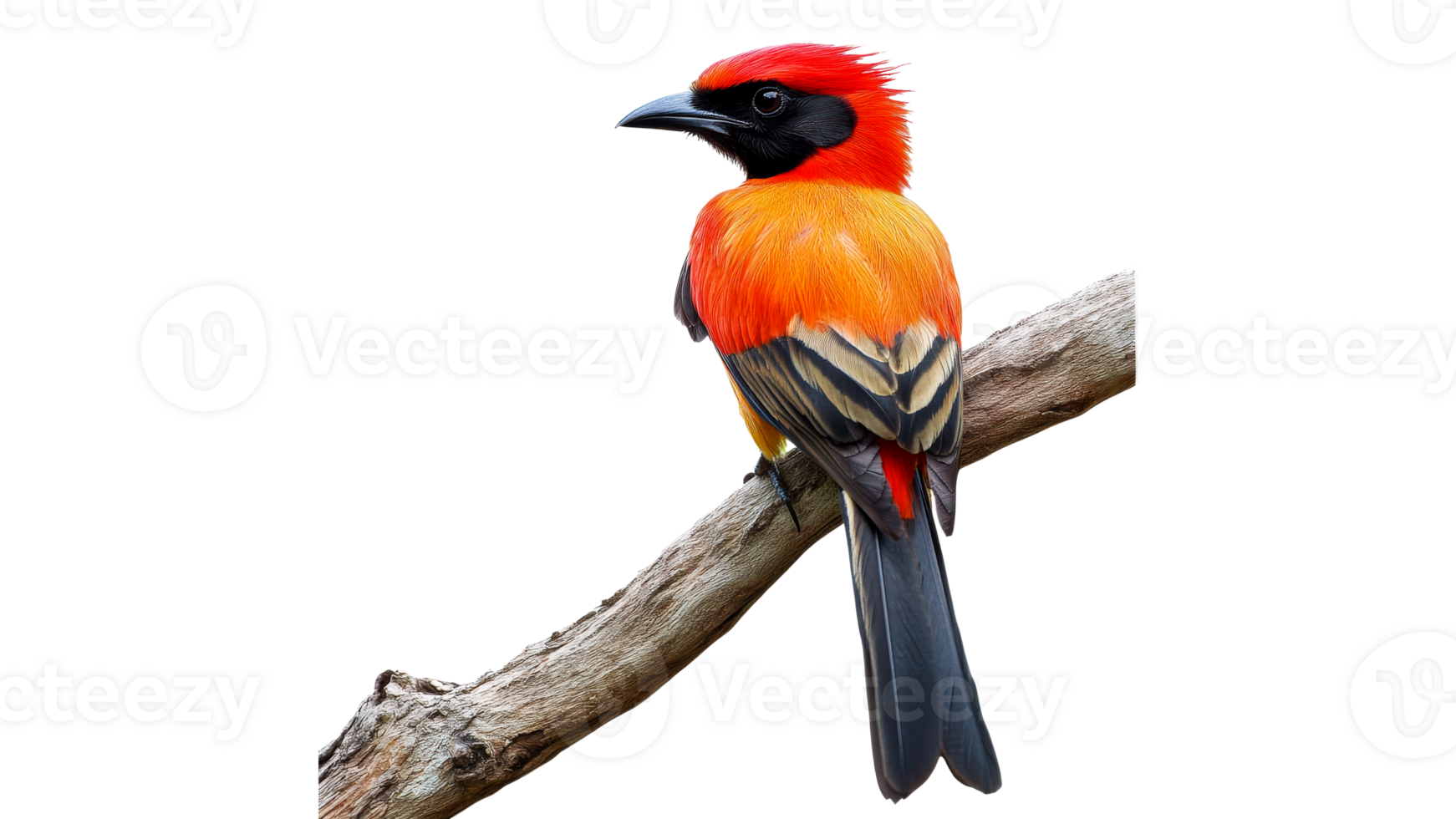Brightly colored bird perched on a branch png