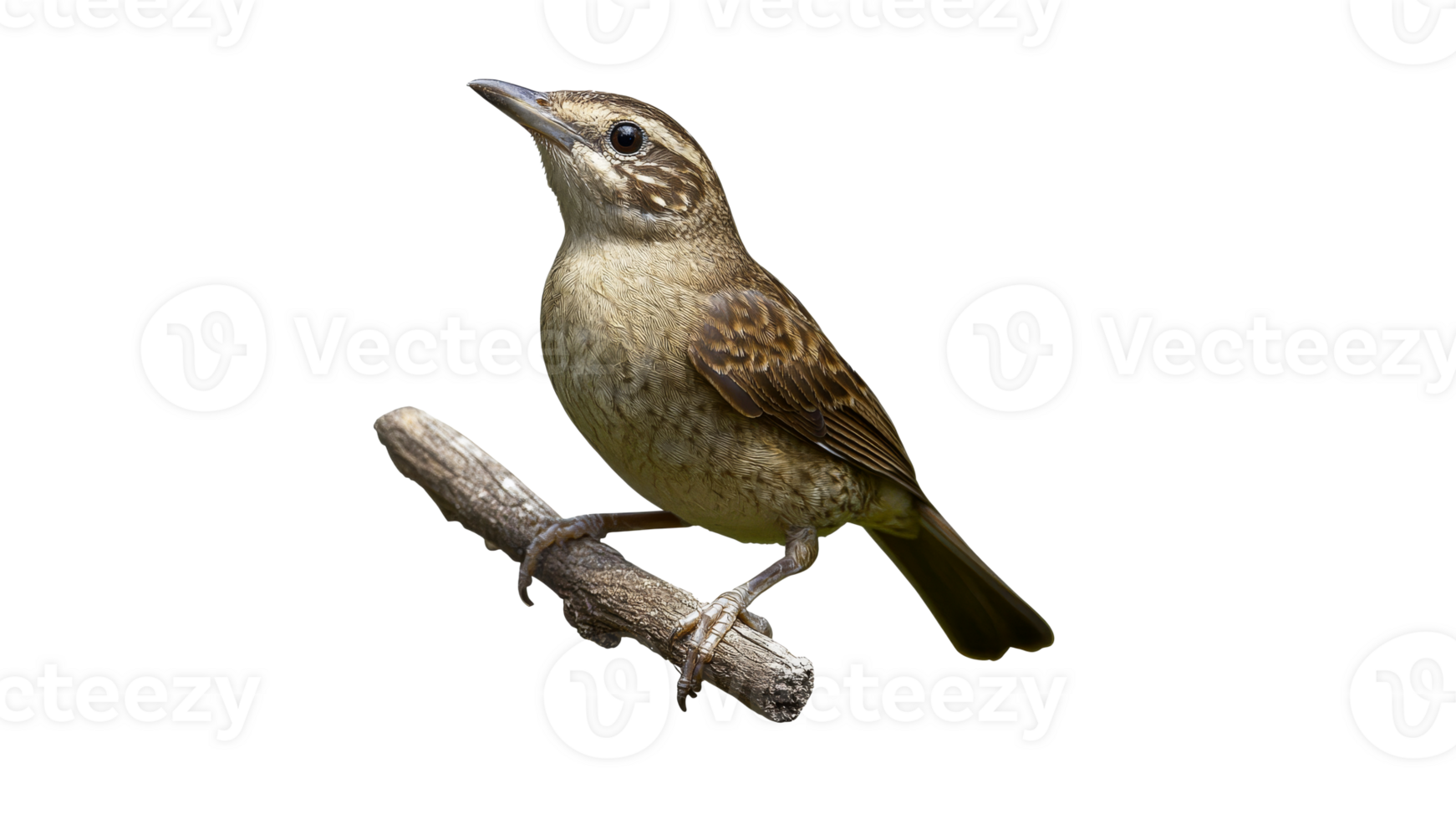 Bird perched on a branch in natural setting png