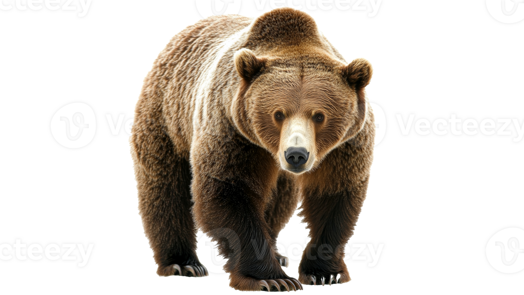 Curious, strong brown bear approaches png