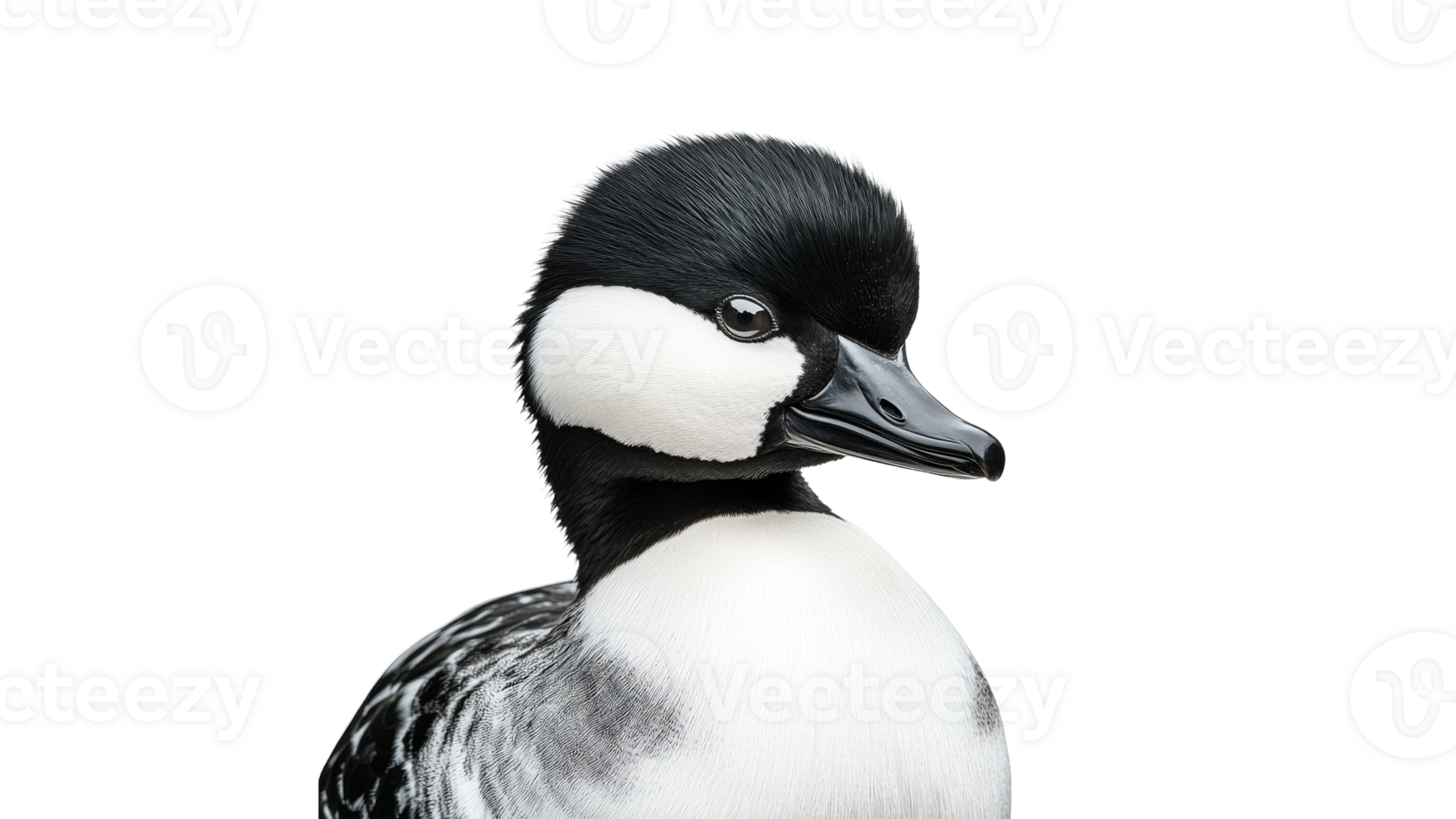 Vibrant duck portrait png