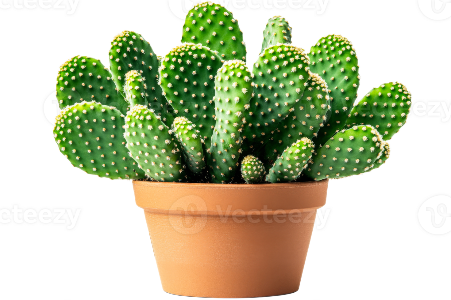 Vibrant cactus arrangement in a terracotta pot png
