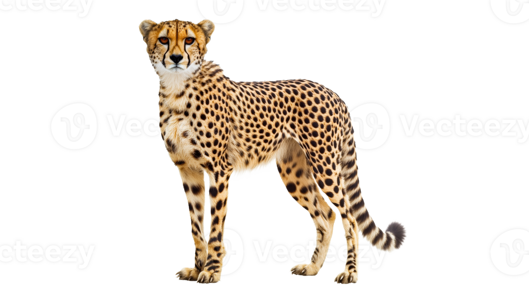 Cheetah stands proudly on a white background png