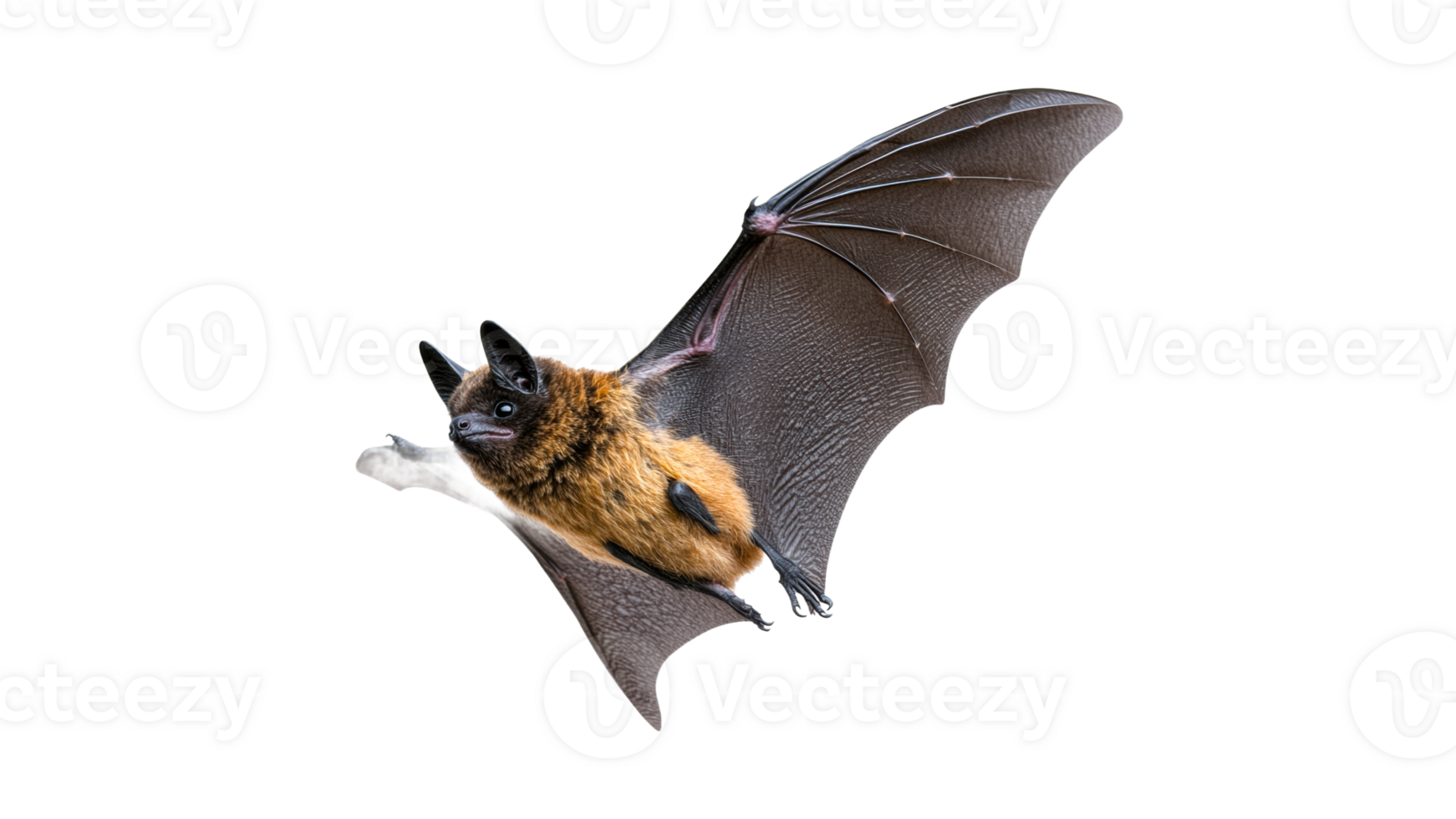 Bats in flight showcasing wings and fur patterns png
