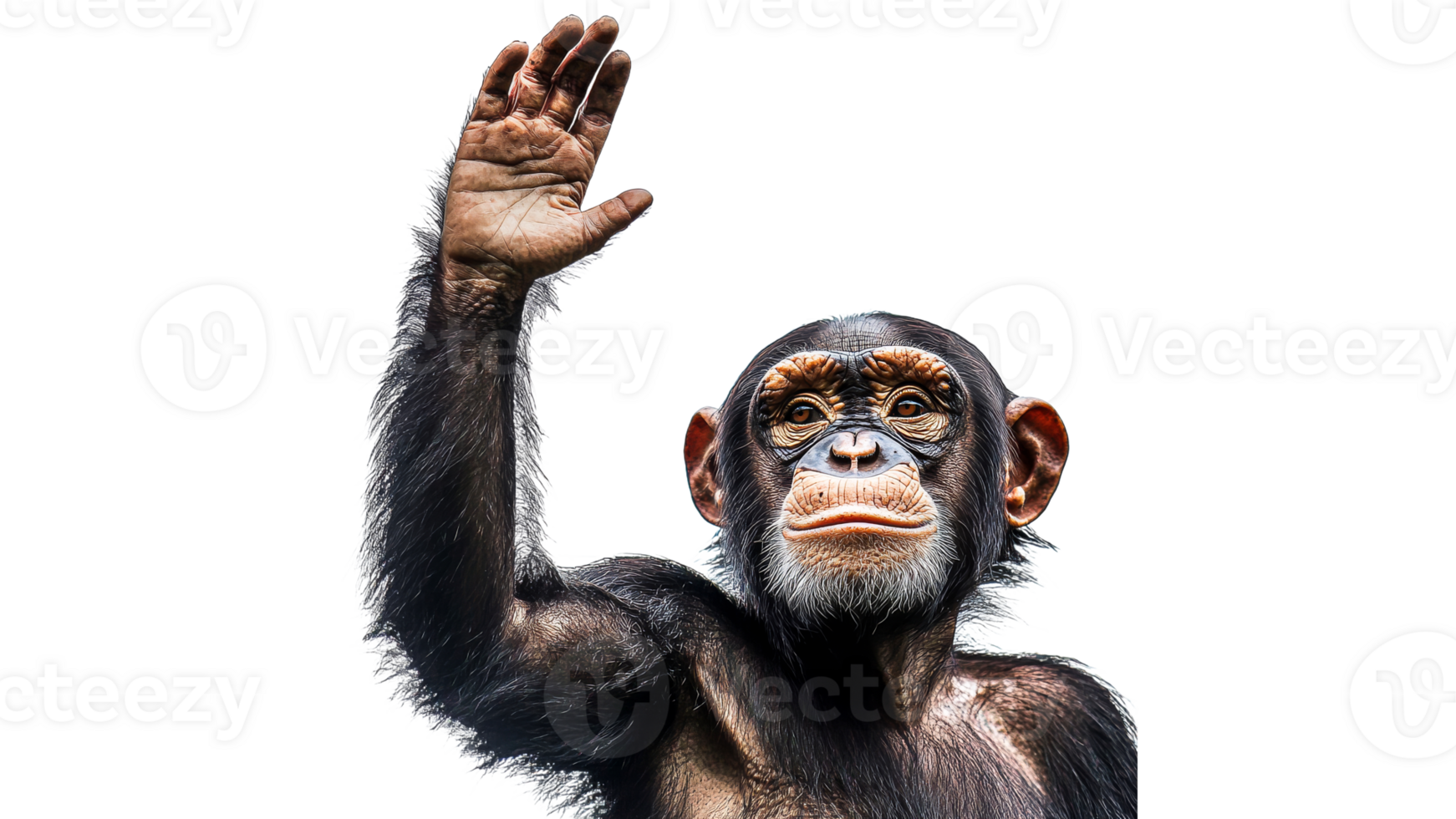 Chimp greeting with raised hand png