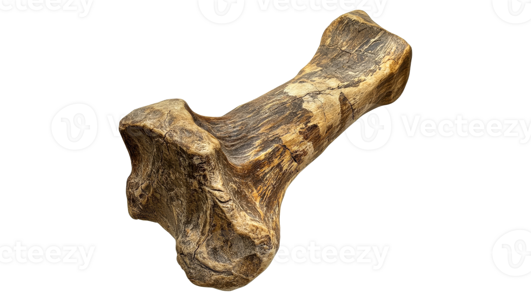 Large fossil bone found in remote area png
