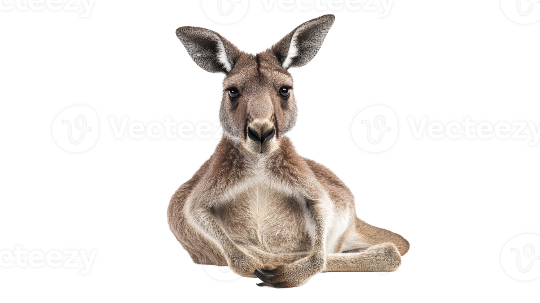 Kangaroo relaxing in a natural pose at daylight png