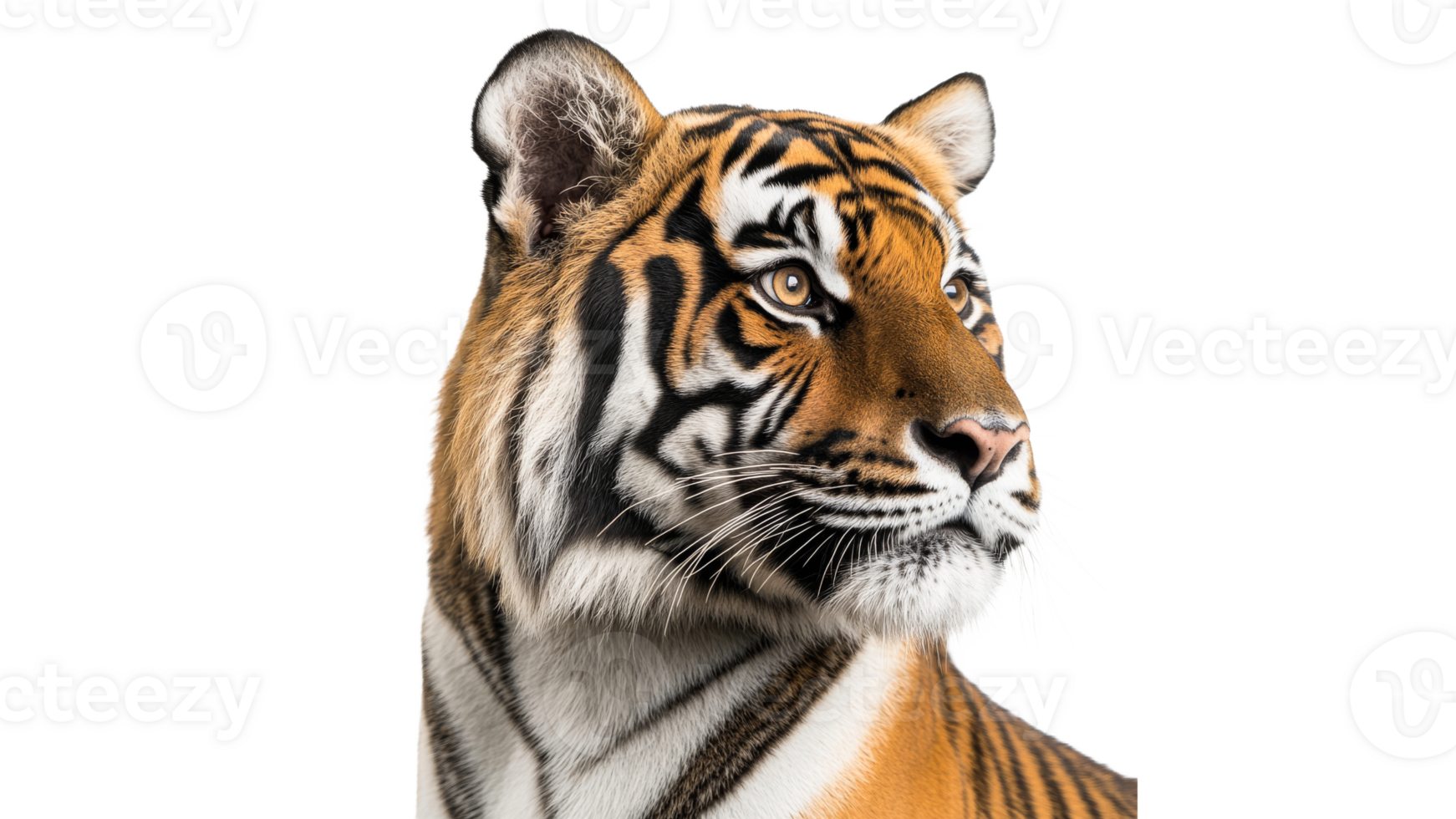 Majestic tiger showcasing its striking features png