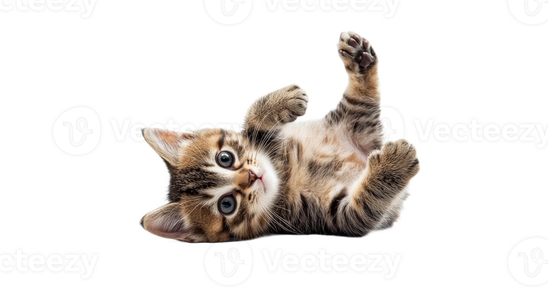 Playful tabby kitten rolling on its back indoors png