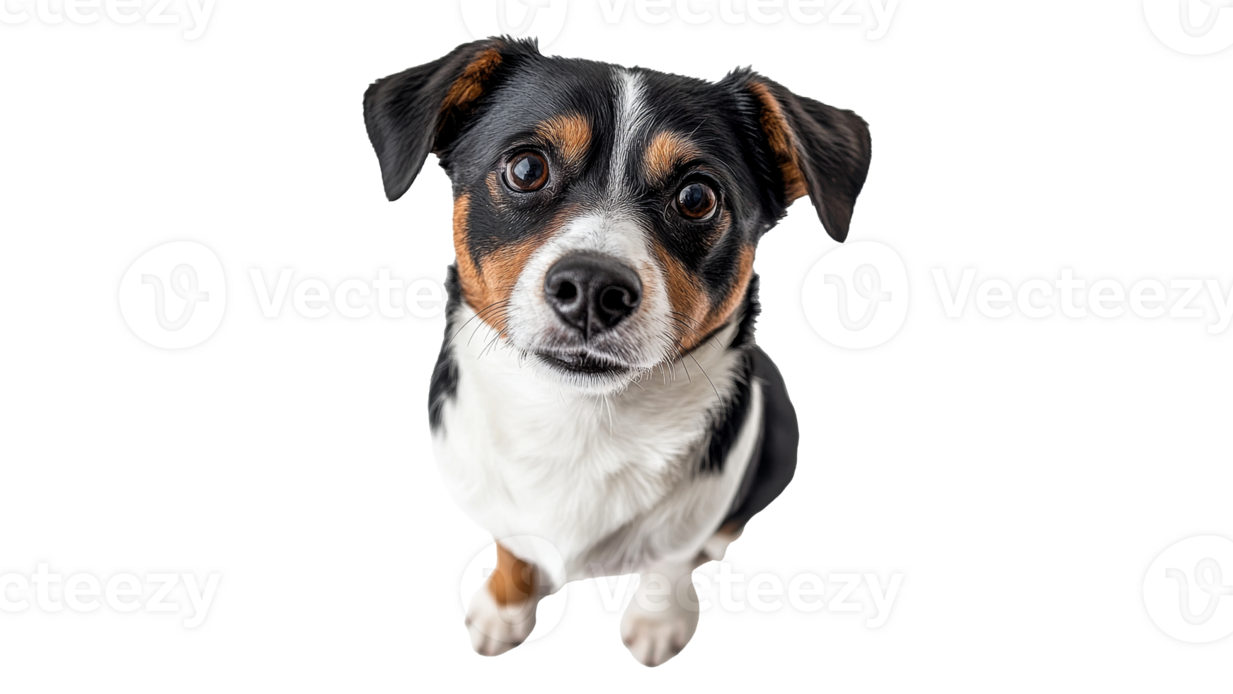 Adorable dog looking curiously at the camera png