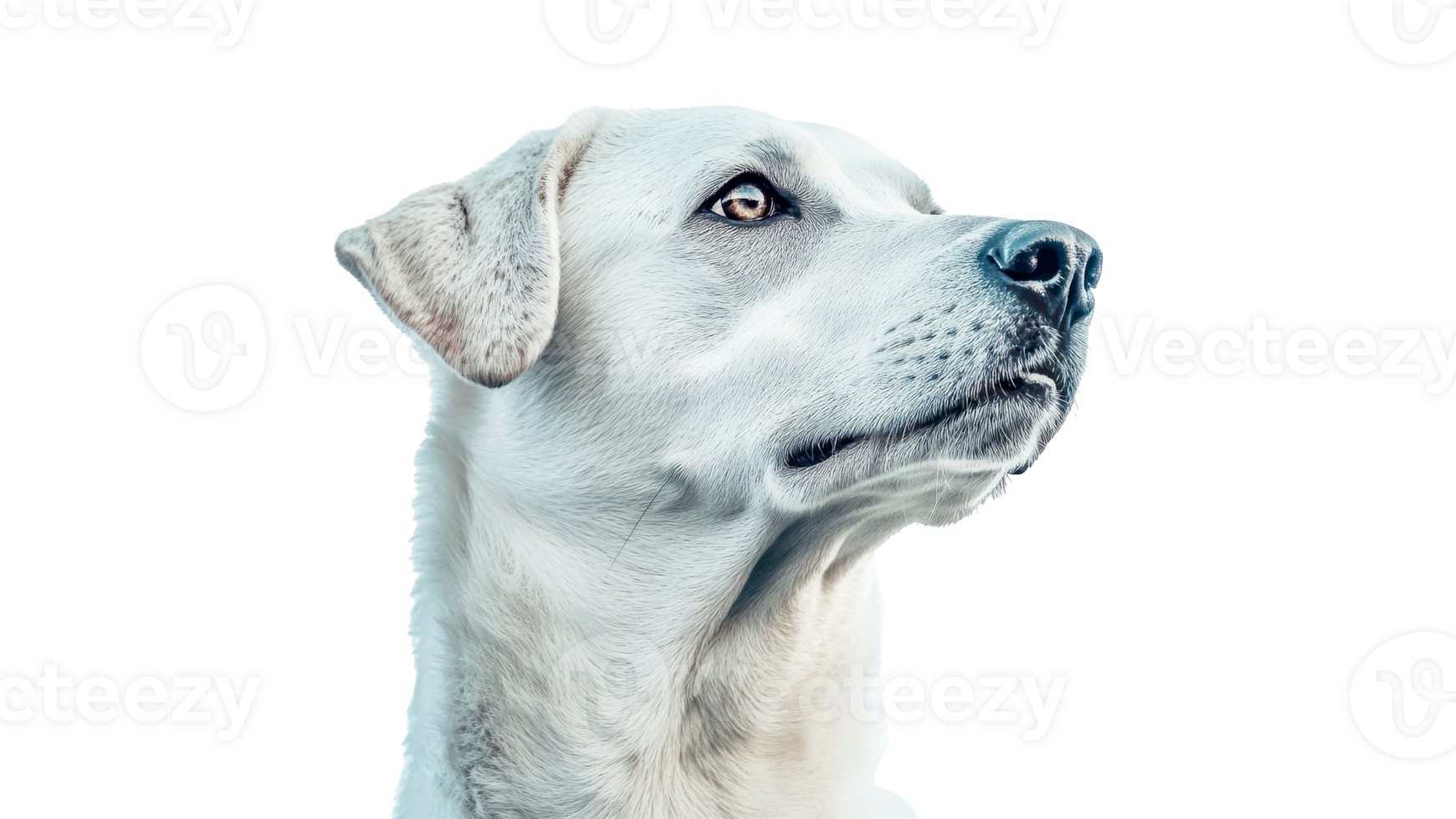 White dog portrait on plain background png