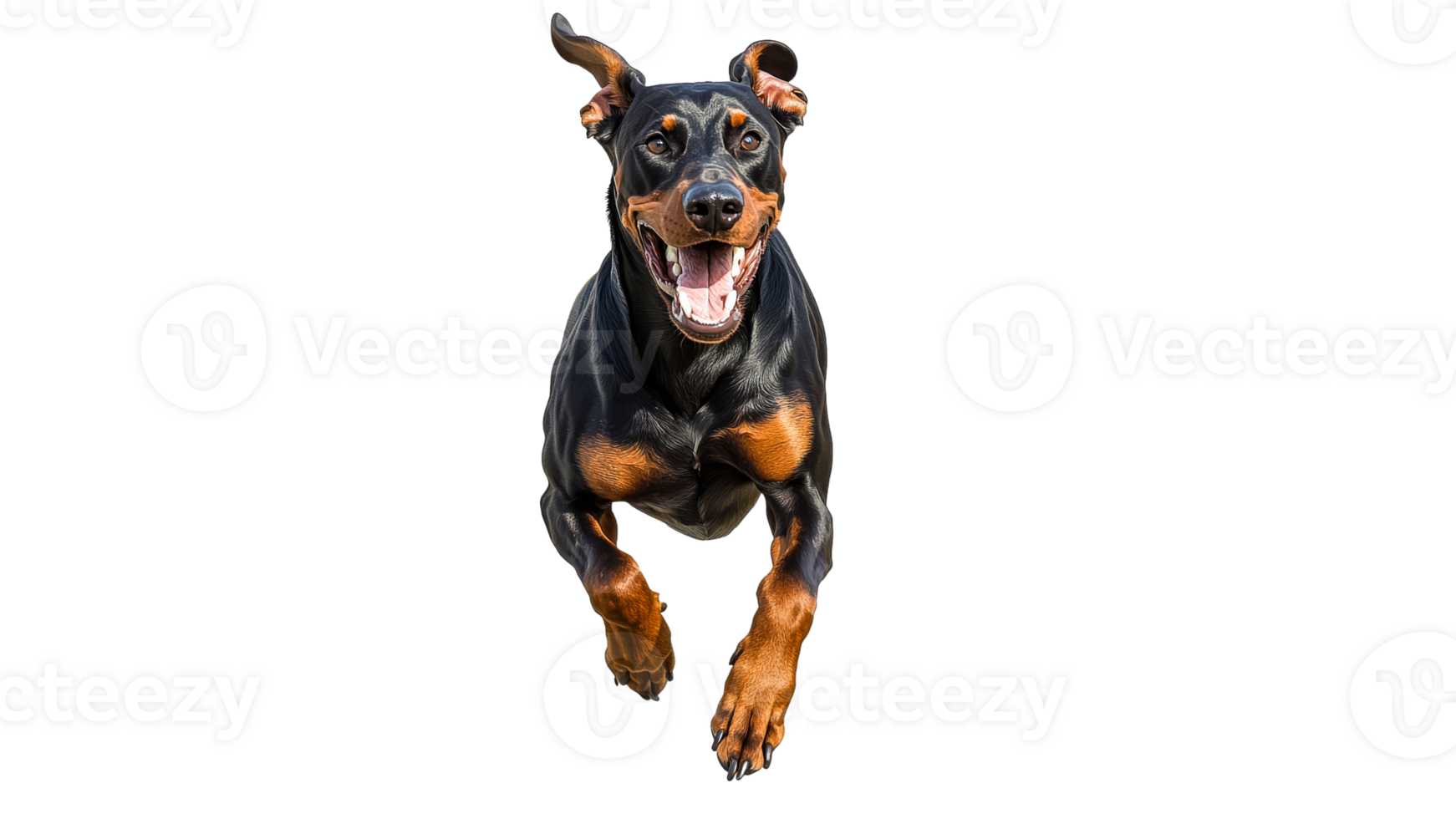 Doberman dog joyfully running in open space png