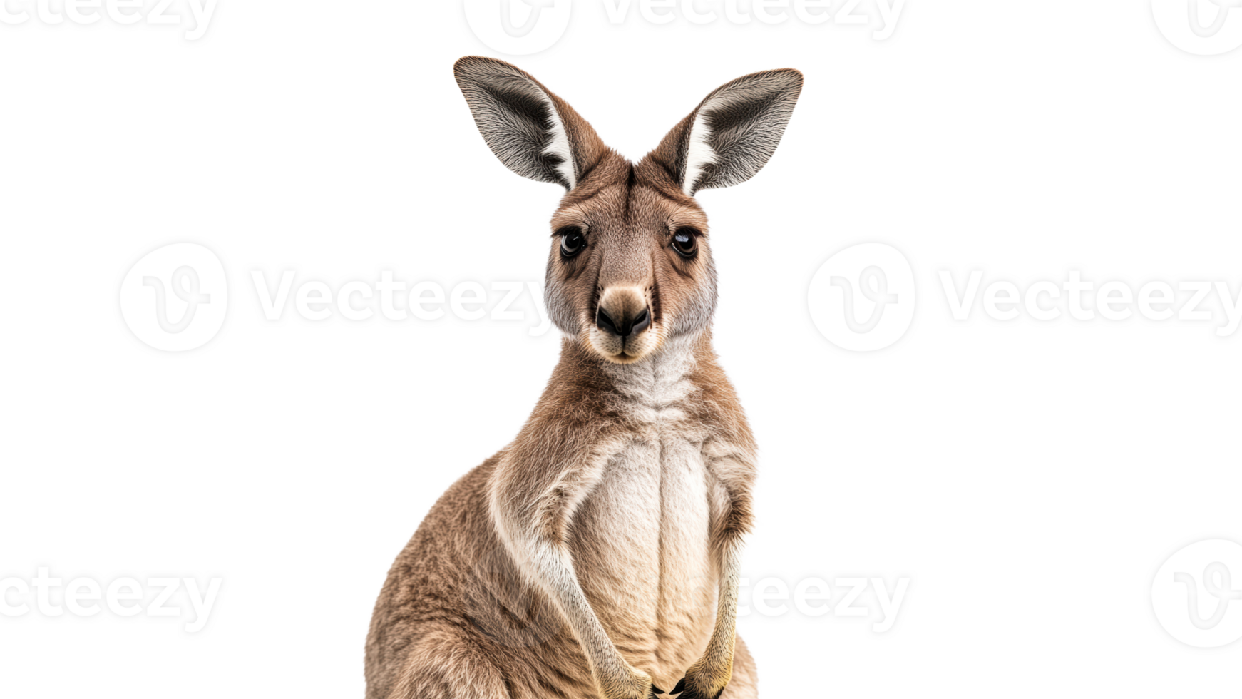 Kangaroo sits gracefully in a studio setting png