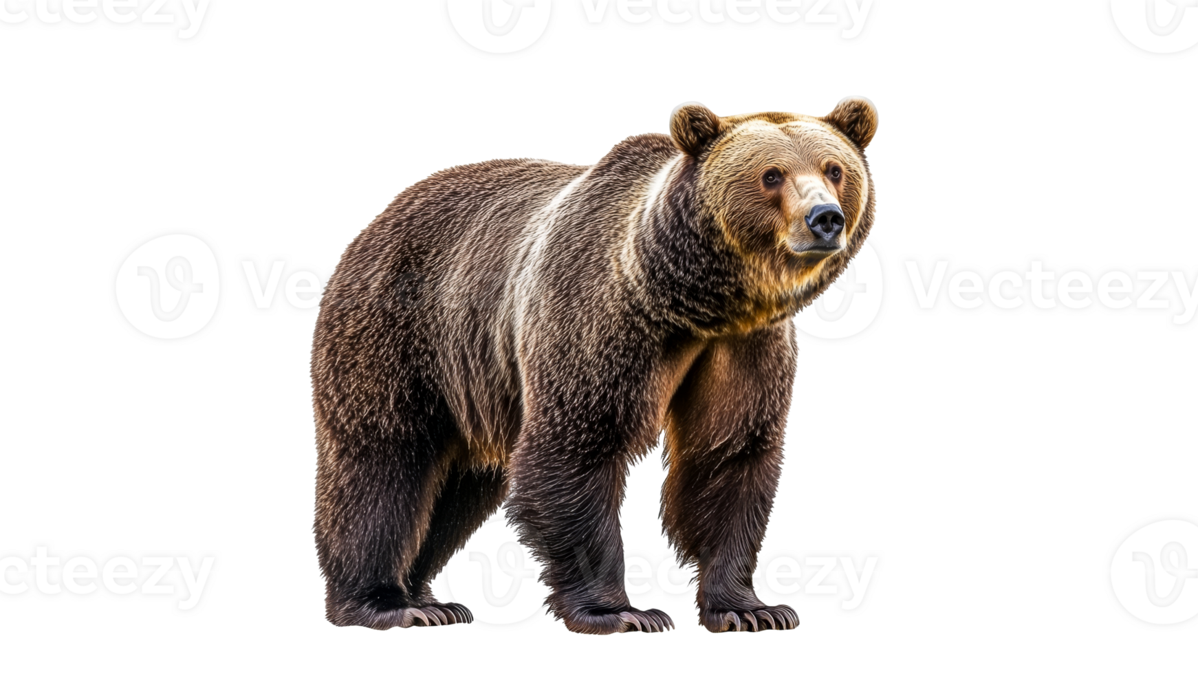 Grizzly bear standing in natural pose and light png