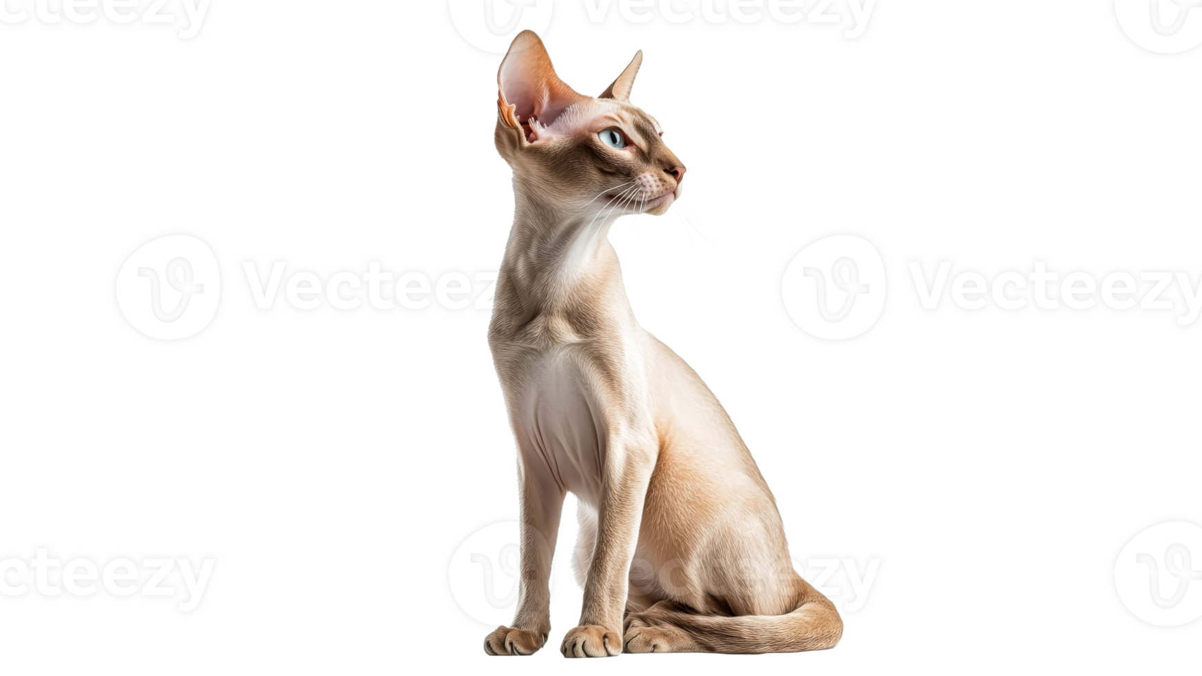 Elegant cat posed on a clean background png