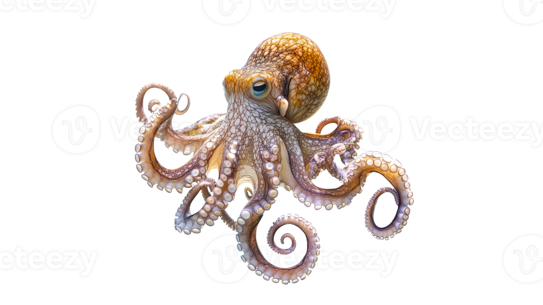 Colorful octopus swimming in clear water png