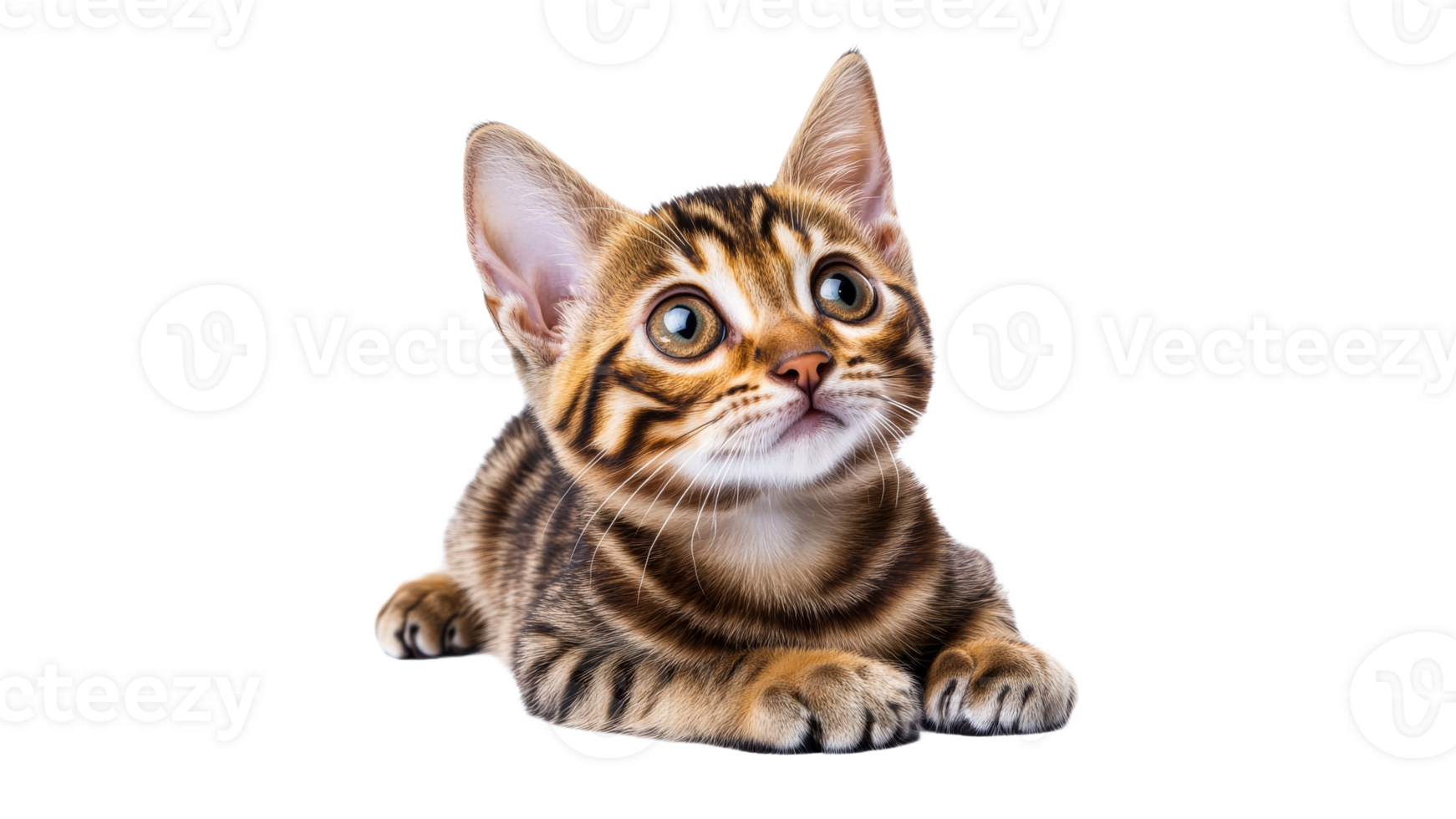 Cute Bengal kitten looking up adorably png