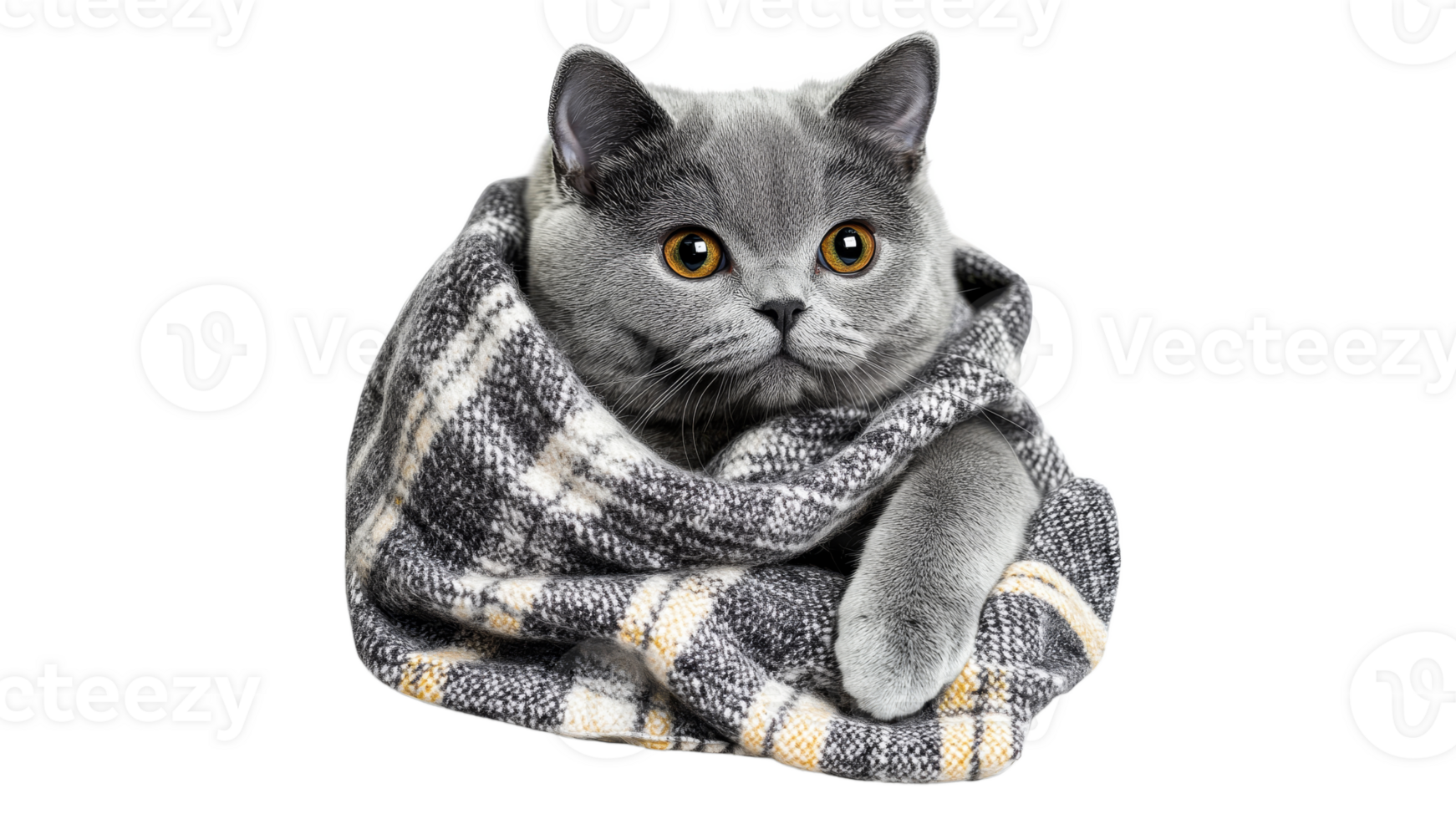 Gray cat wrapped in a cozy blanket during winter png