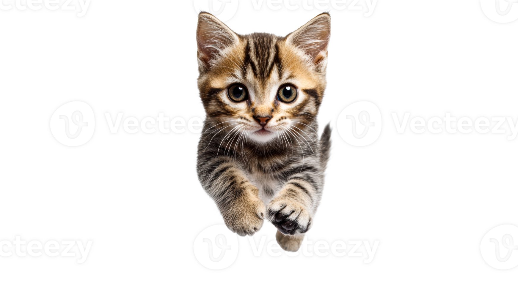 Cute kitten running toward the camera with energy png