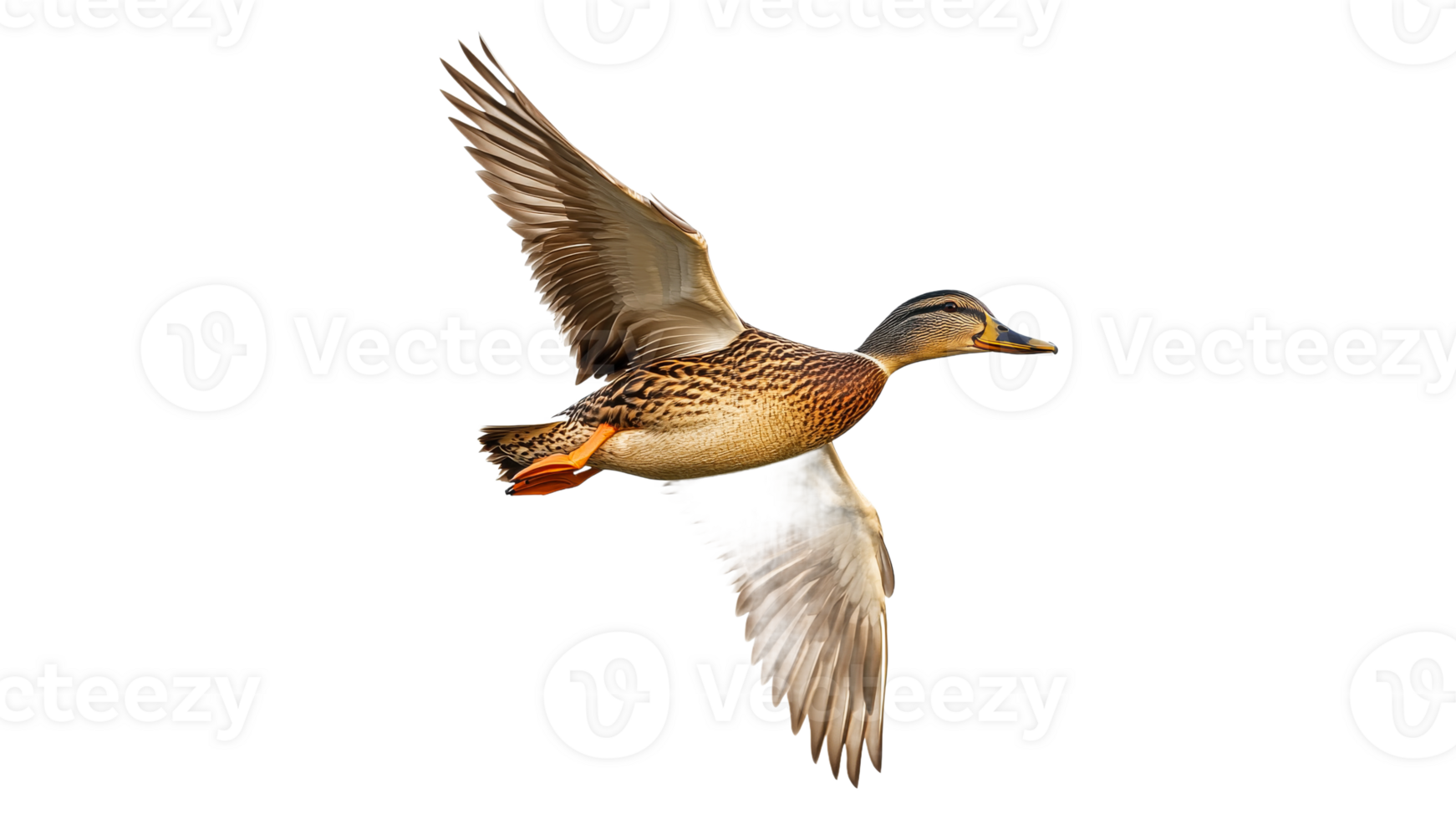 Mallard duck soaring in clear sky over water png