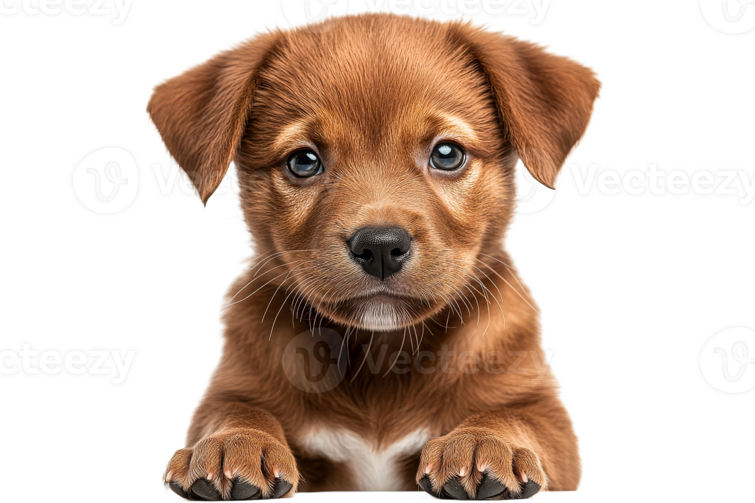 Captivating brown puppy looking directly at camera png