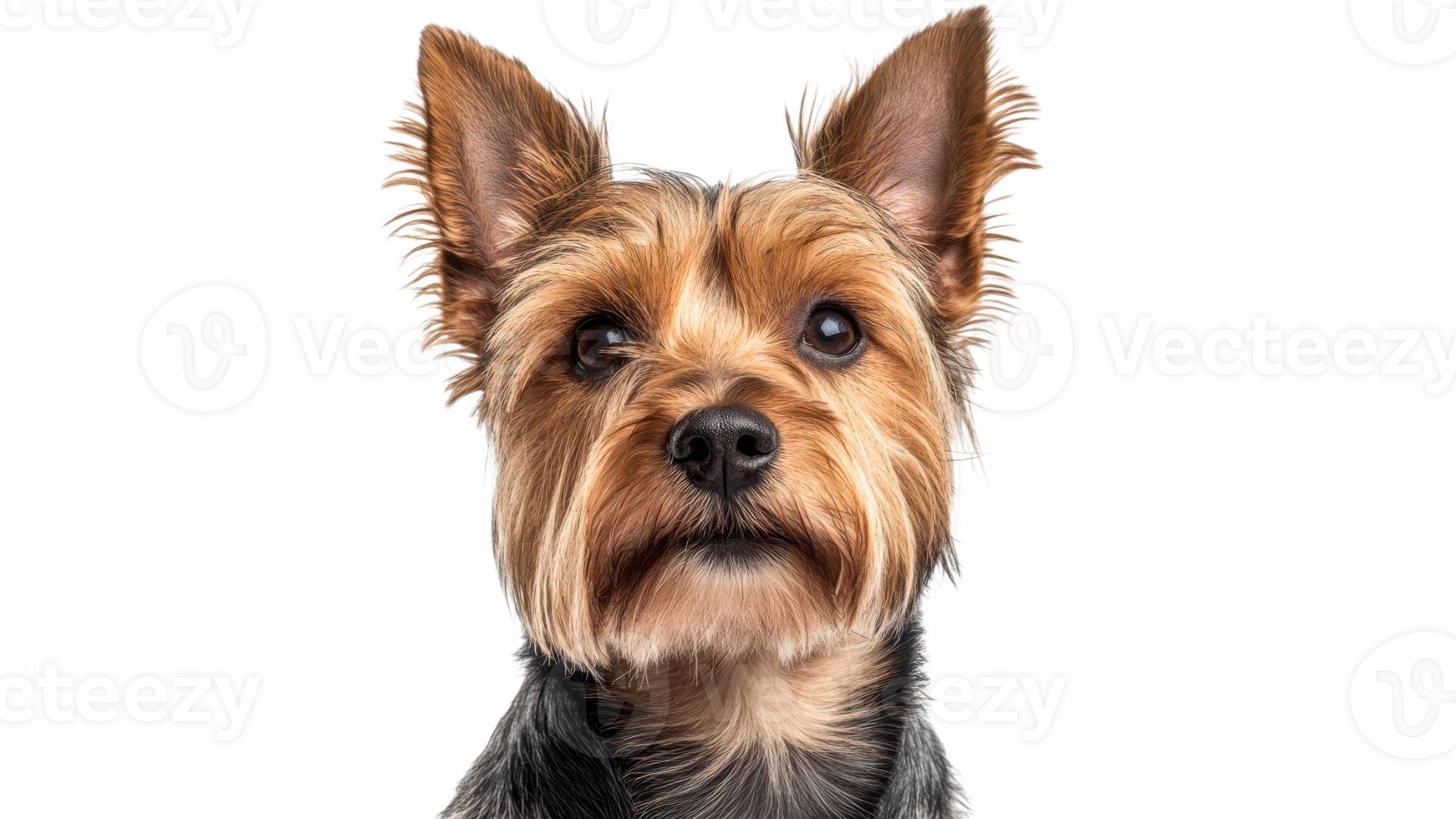 Yorkshire Terrier with expressive gaze in close up png