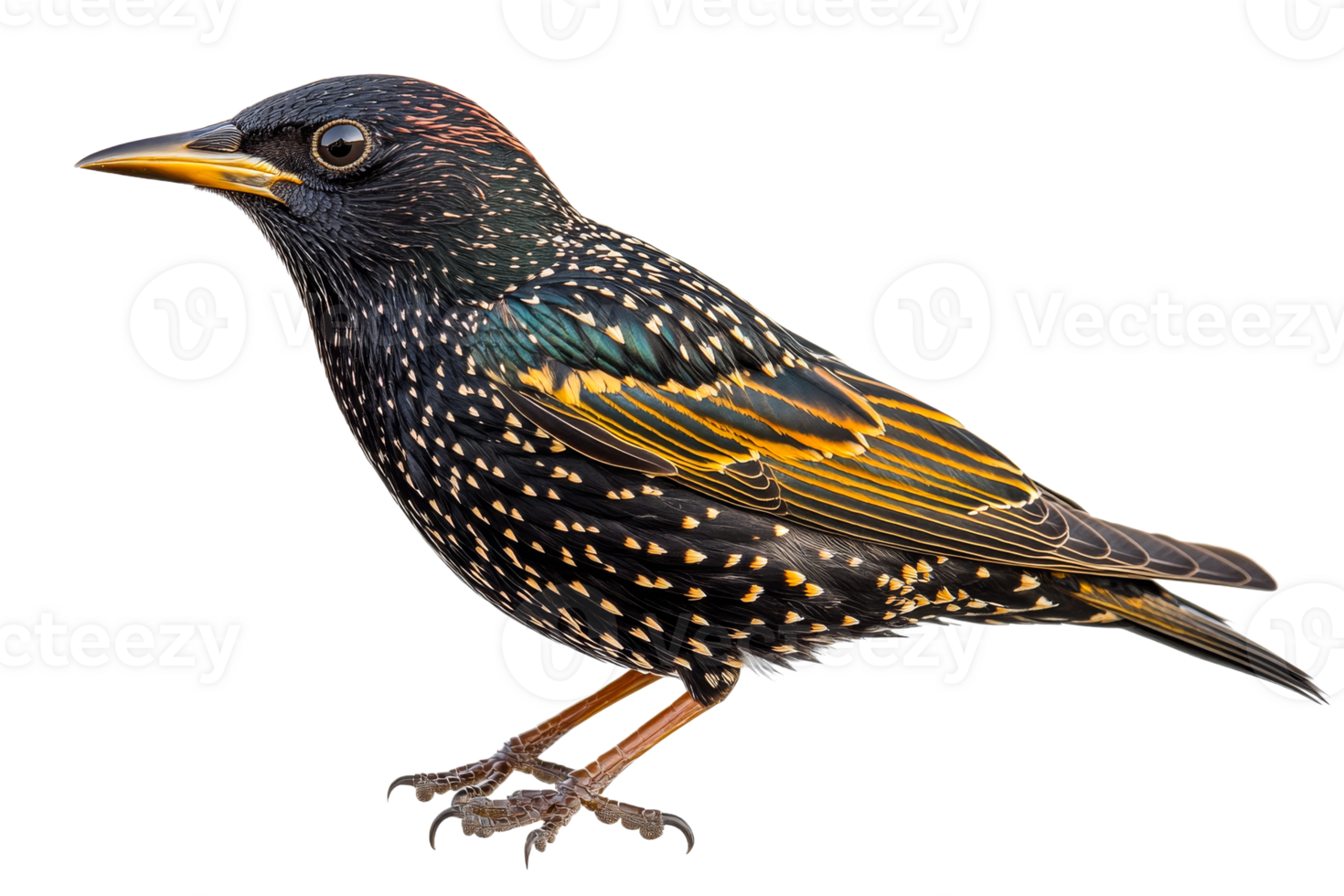 Colorful starling perched on a branch in nature png