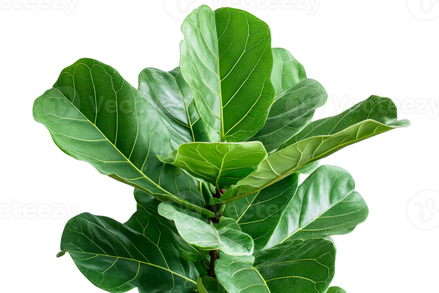 Leaves of a fiddle leaf fig plant in bright light png