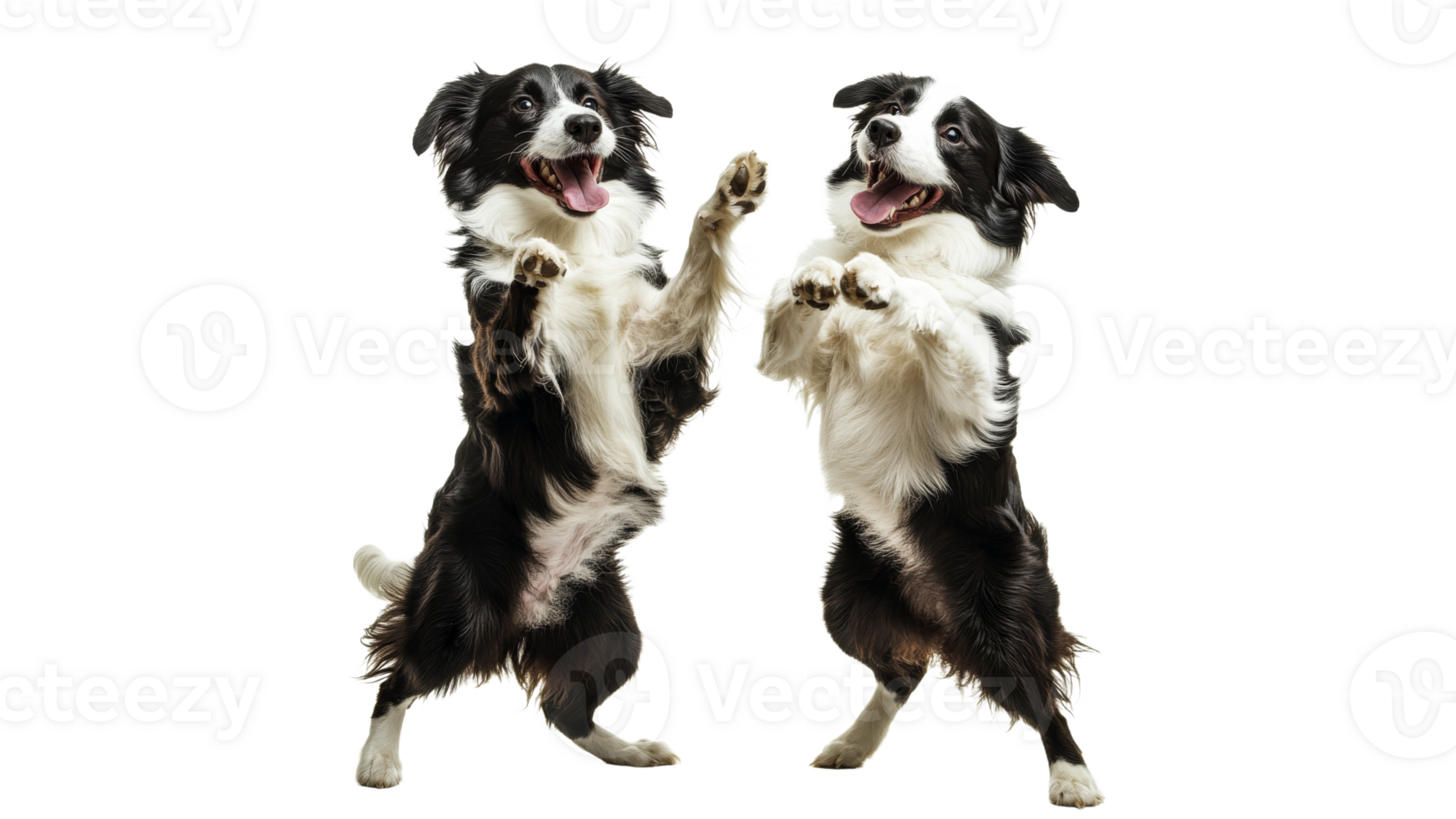 Two playful dogs dancing in joyful celebration png