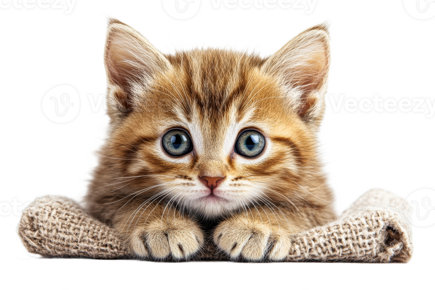 Curious kitten with bright blue eyes resting png