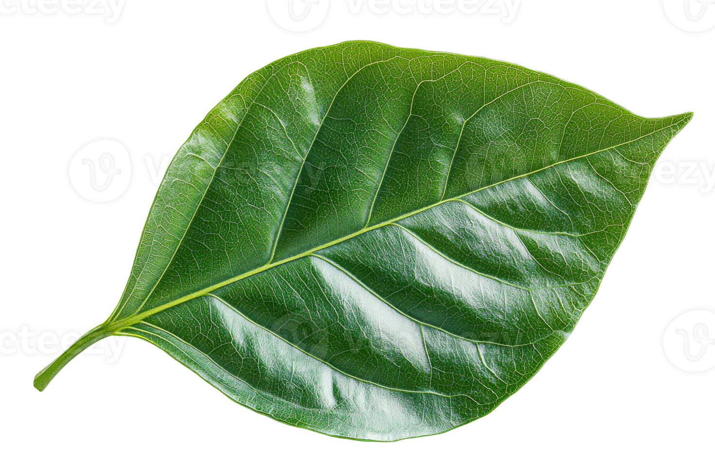 Large green leaf with detailed texture and veins png
