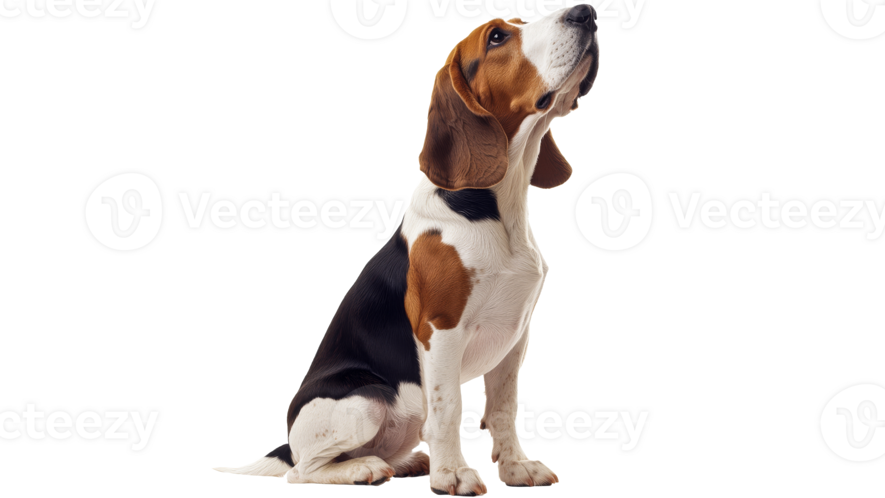 Happy beagle sitting calmly indoors png