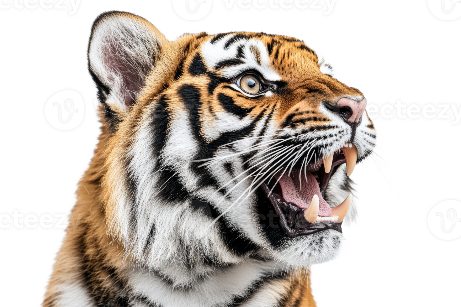 Fierce close up of majestic tiger png