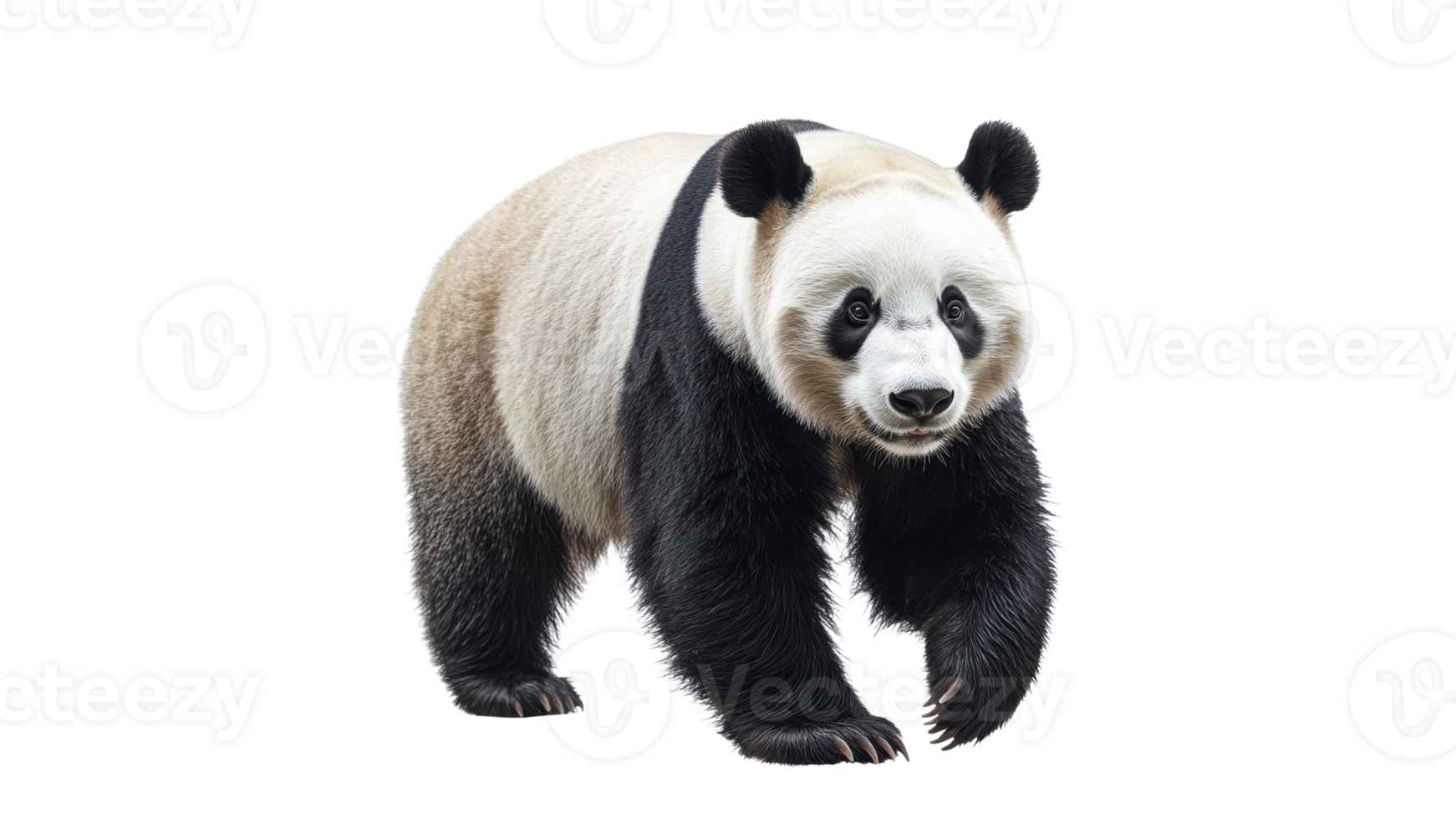 Giant panda walking gracefully in a natural pose png