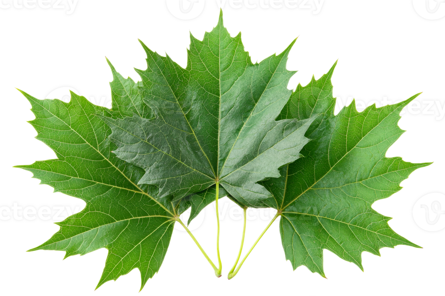 Collection of fresh green maple leaves in autumn png