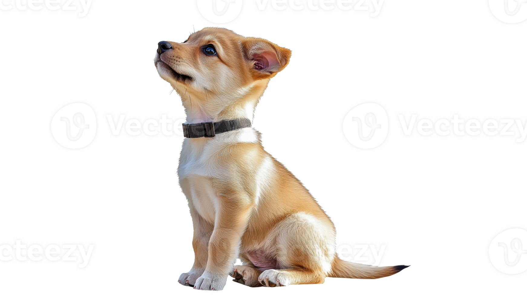 Cute puppy sitting and looking up curiously png