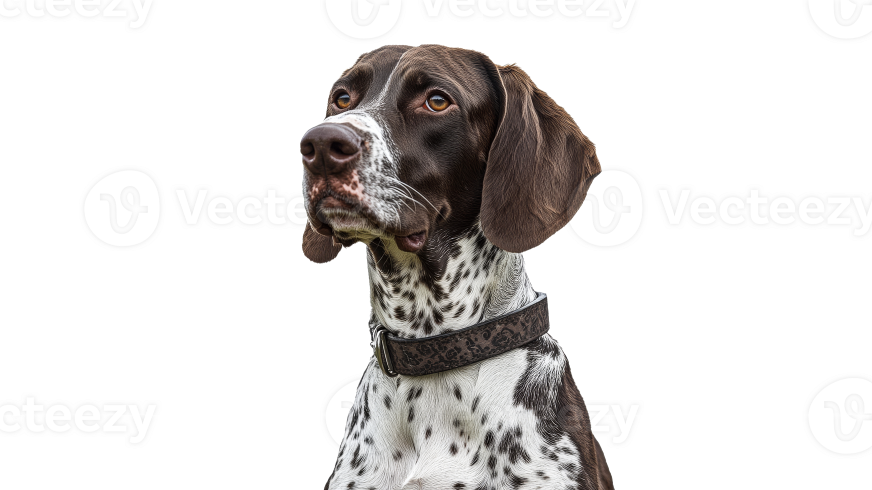 Stylish hunting dog posing with confidence png