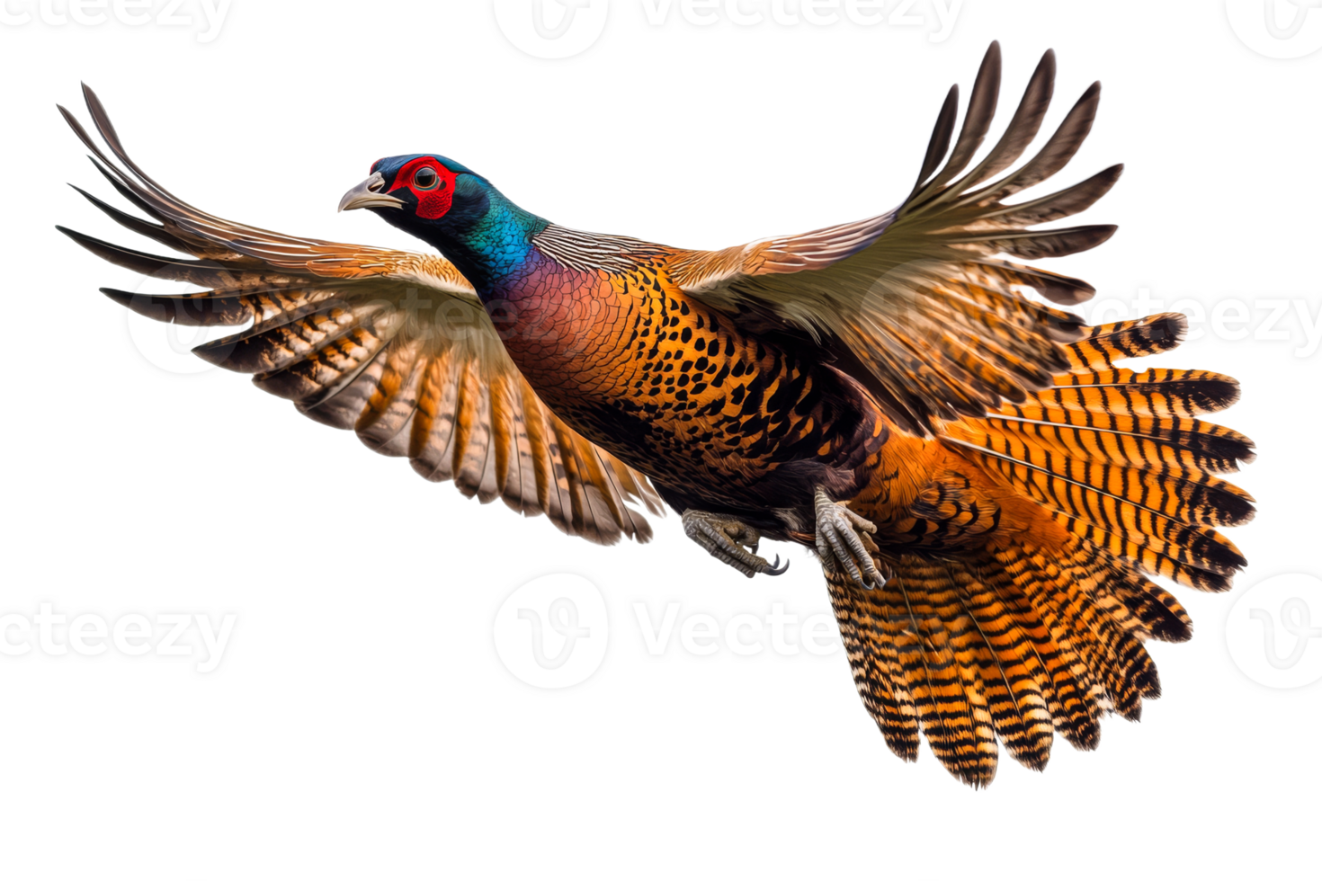 Pheasant in flight over white backdrop png