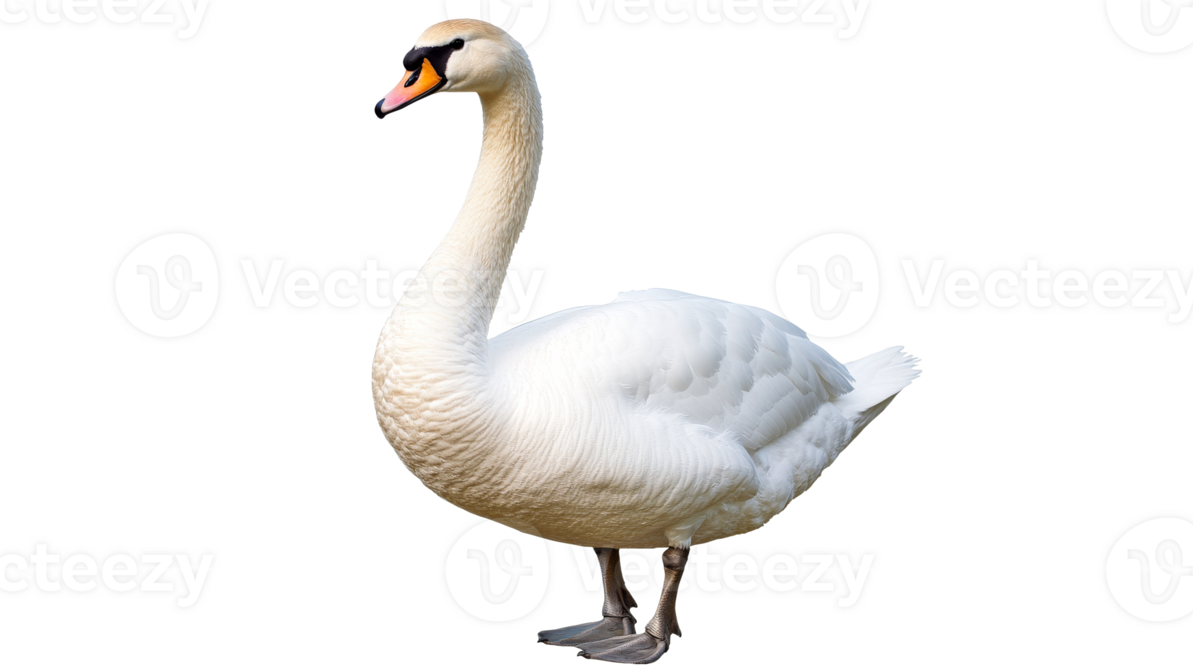 Majestic swan standing gracefully by the water png