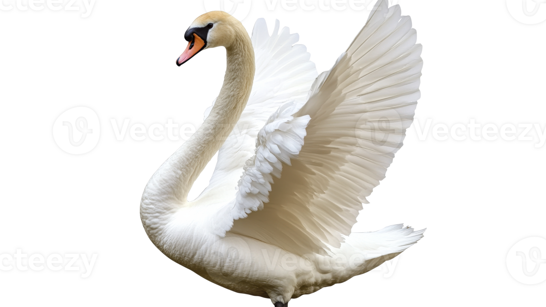 Elegant swan spreading wings by a serene lake png