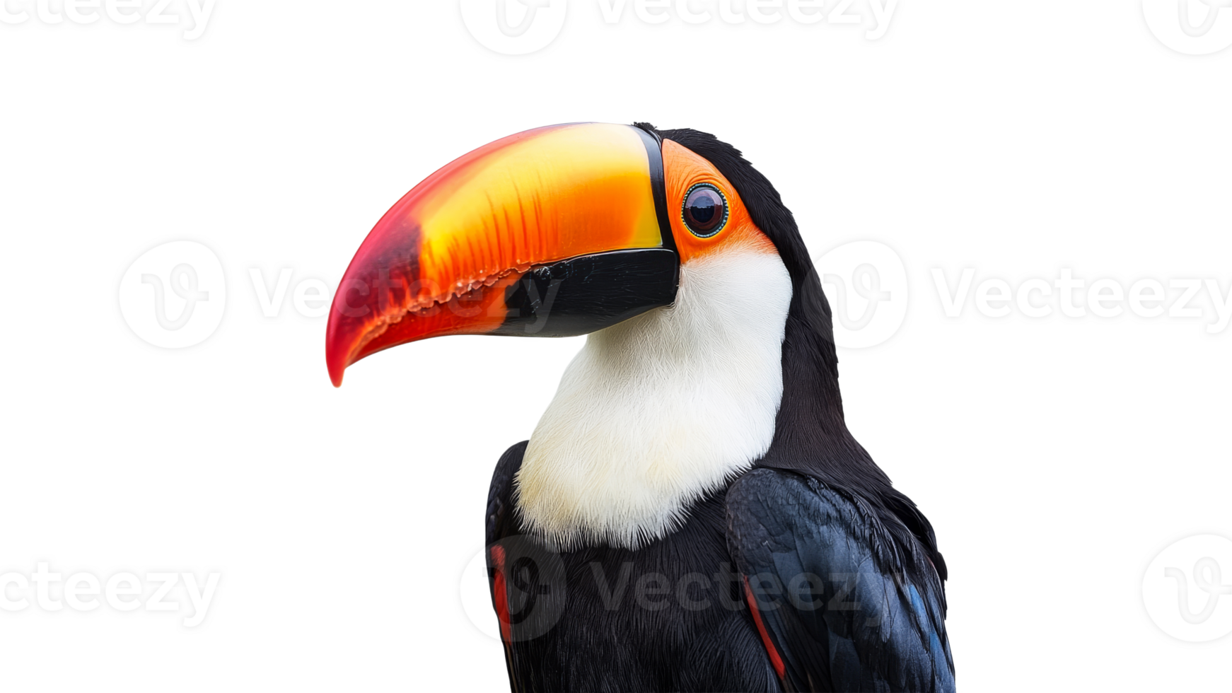 Colorful toucan perched and observing surroundings png
