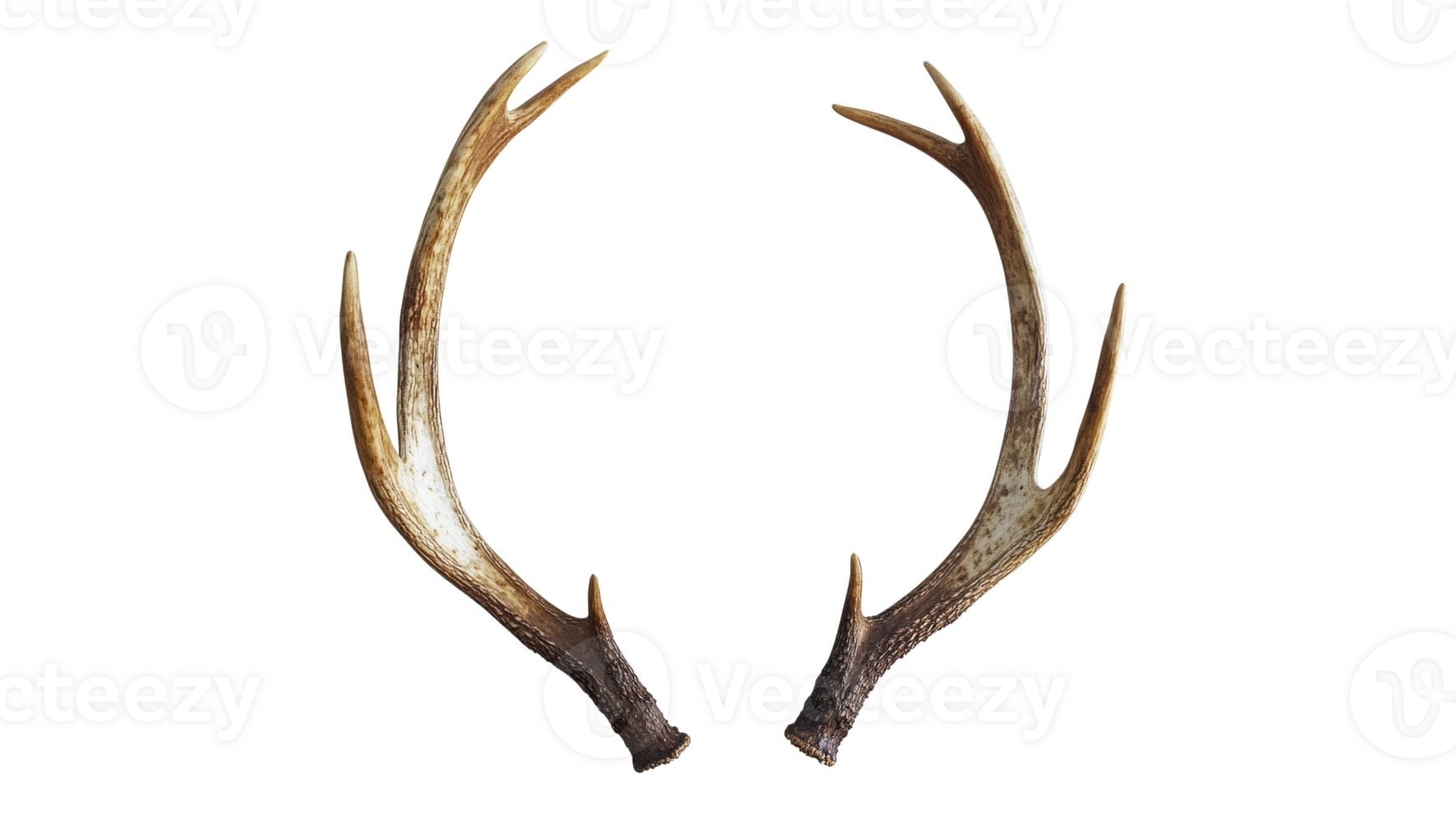 Unique deer antlers on white png