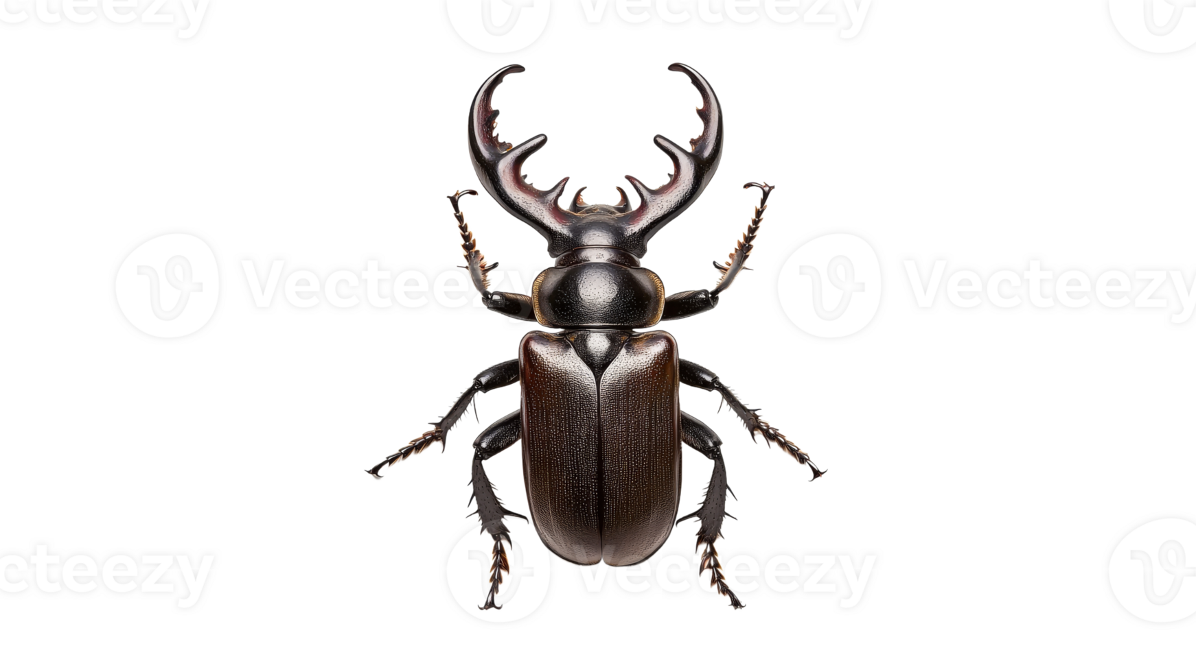 Stag beetle close up on white background png