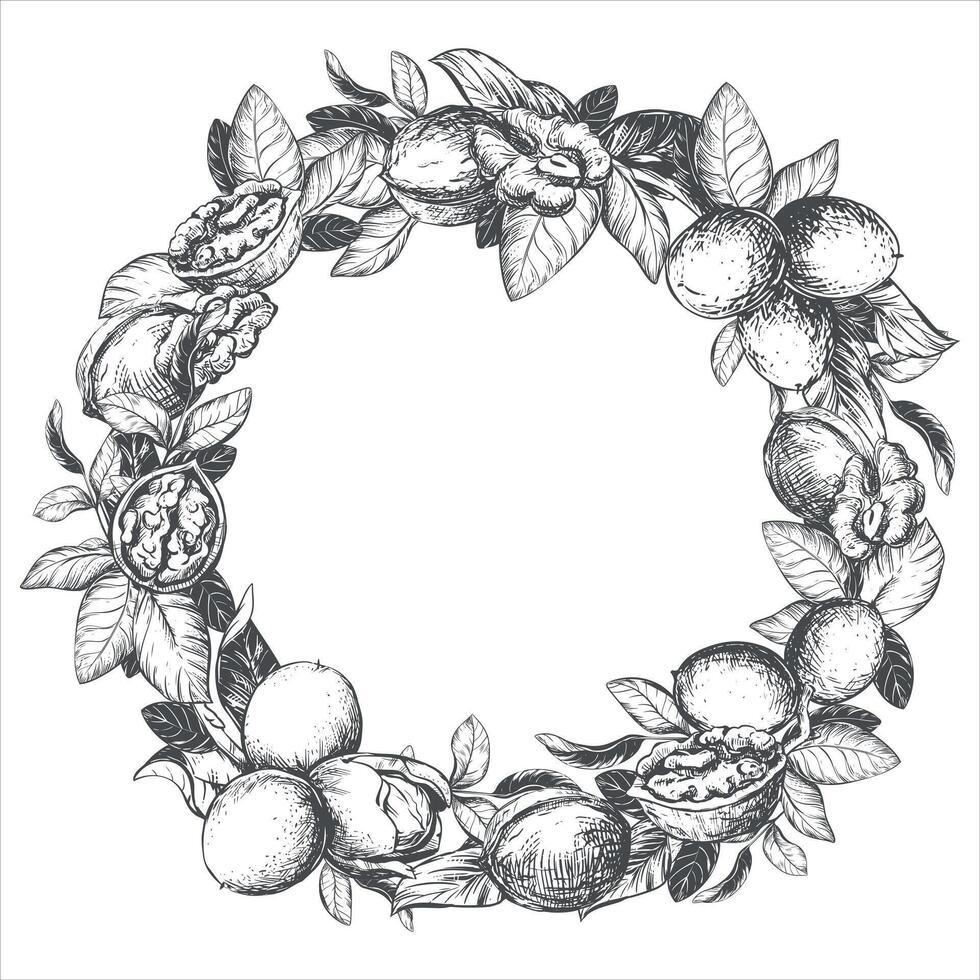 Round frame of hand drawn walnuts. illustration in engraving technique. Design for nut paste, oil, liqueur Nocino. Walnuts in the skin and peeled kernels, leaves are collected in a wreath. vector