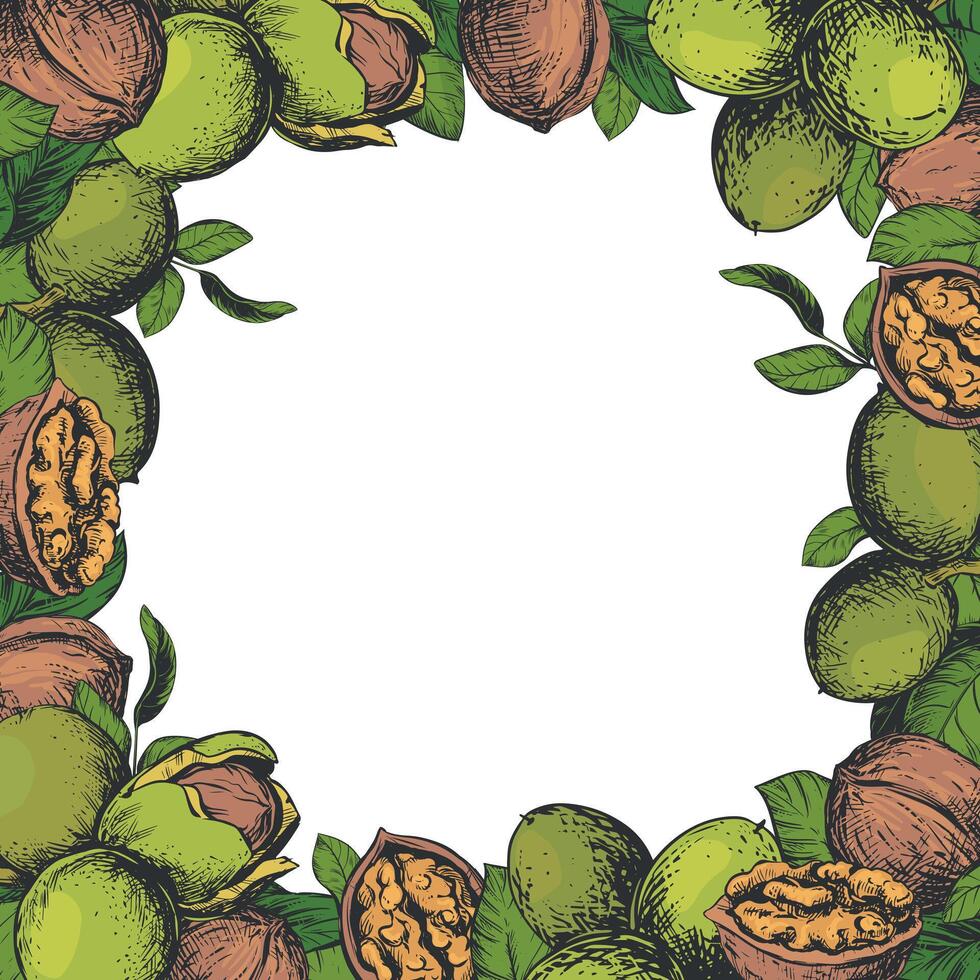 Square frame of walnuts with space for text. illustration in color engraving technique. Walnuts whole and peeled kernels, leaves on white background. Design for nut paste, oil, liqueur. vector
