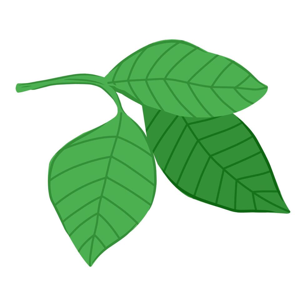 A pair of lush green leaves perfect for enhancing decor and crafting natural-themed projects, Vibrant green leaves for natural decor. vector