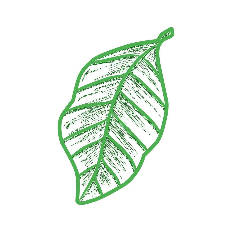 Hand-drawn green leaf illustration, detailed sketch of a green leaf, perfect for nature-themed designs and eco-friendly projects. vector