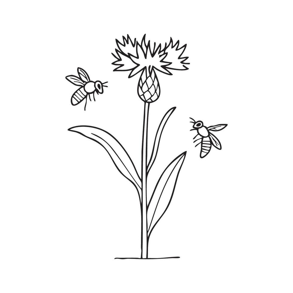 knapweed growing in a meadow with bees collecting nectar vector