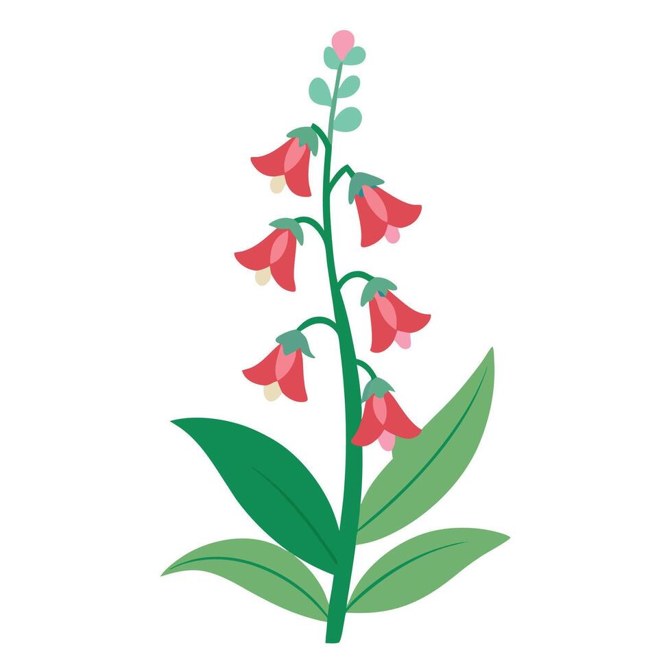 A red foxglove flower on a white background vector